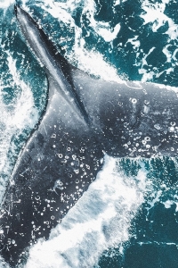 vinson-2